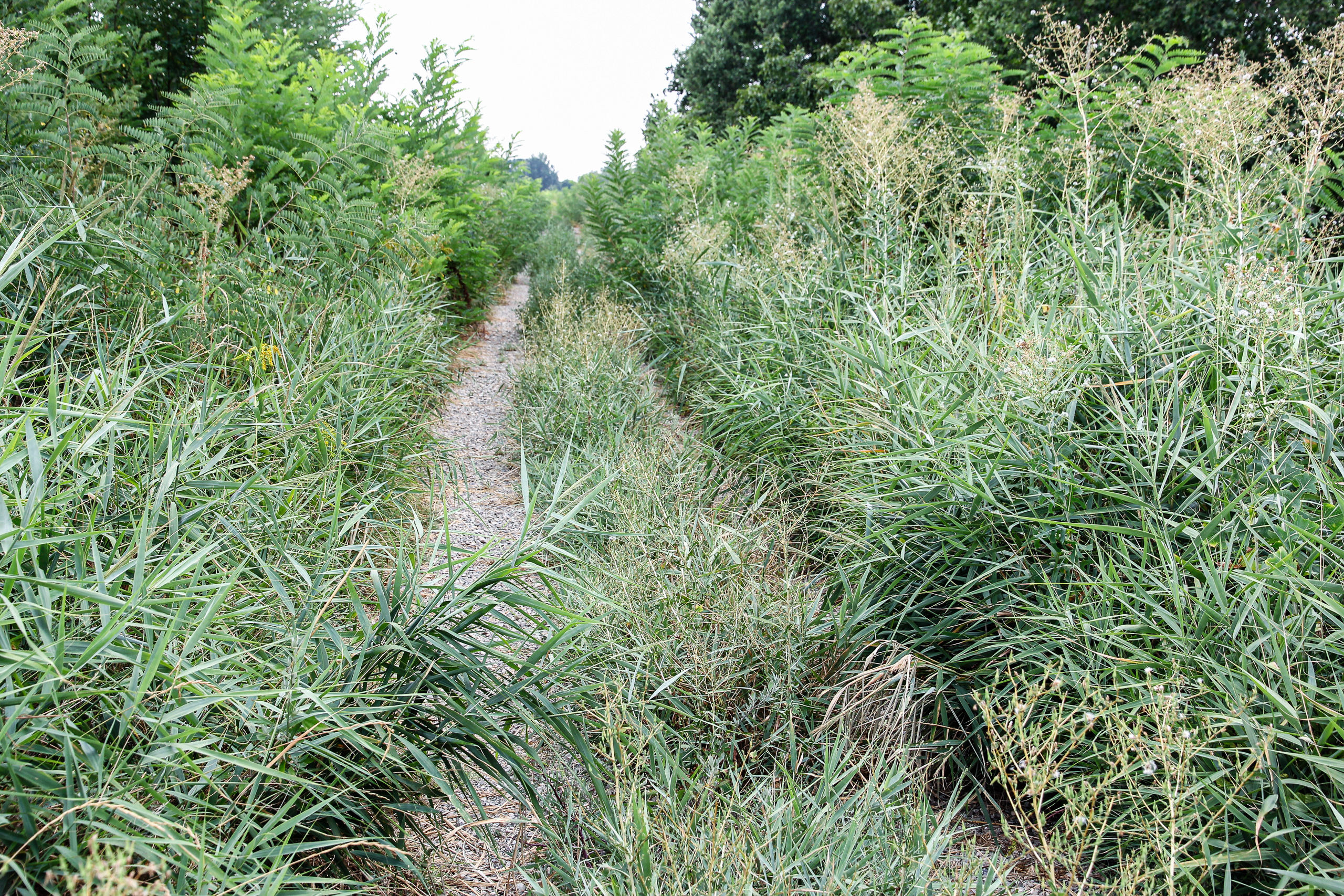 Der Weg wird immer schmäler und verschwindet zwischen den Gräsern
